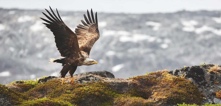 Photo by Peter Lindstrom / Visit Greenland